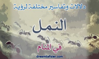 دلالات وتفاسير مختلفة لرؤية النَّمل في المنام