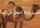 رؤية الجمل في المنام: تفسير مفصل ومثير للاهتمام