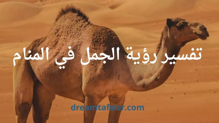رؤية الجمل في المنام: تفسير مفصل ومثير للاهتمام