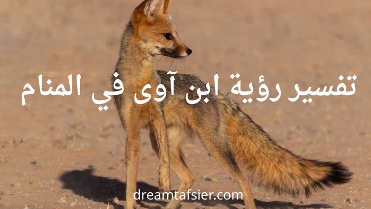 تفسير رؤية ابن آوى في المنام