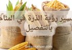 تفسير رؤية الذرة في المنام بالتفصيل