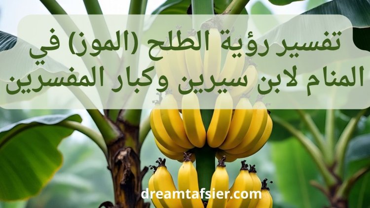 تفسير رؤية الطلح (الموز) في المنام لابن سيرين والنابلسي