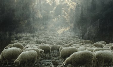 تفسير رؤية الغنم في المنام عند كبار المفسرين