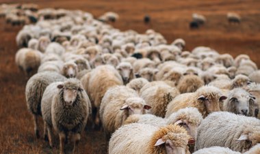 تفسير رؤية الغنم الكثير في المنام