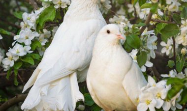 تفسير رؤية الحمام في المنام بالتفصيل