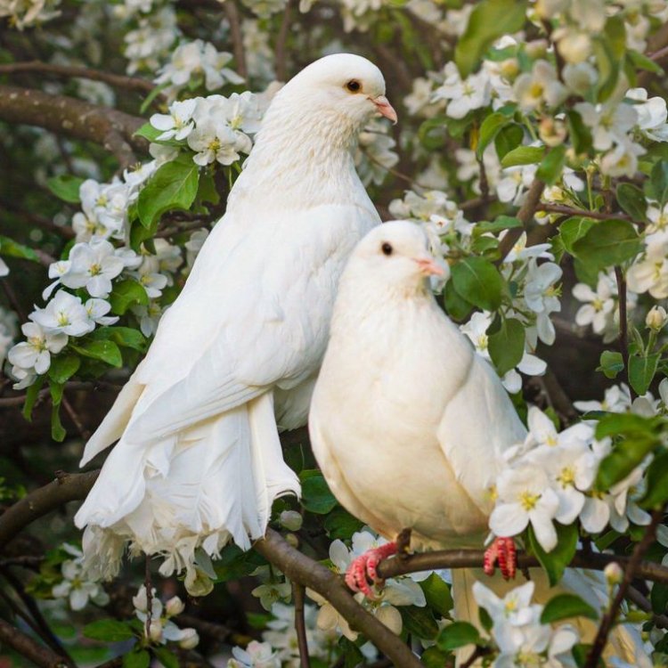 تفسير رؤية الحمام في المنام بالتفصيل